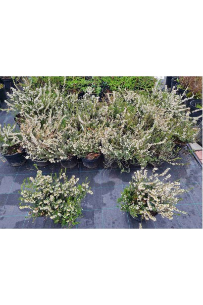 Еріка дарленська Уайт Перфекшн - 3л/вис.10-15см/Ø15-20см